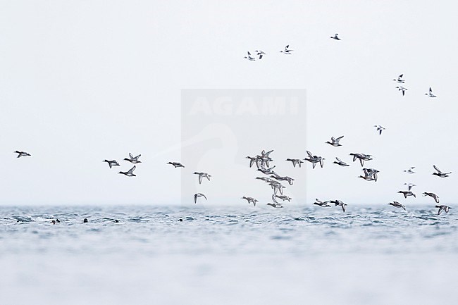 Greater Scaup - Bergente - Aythya marila ssp. marila, Germany (Mecklenburg-Vorpommern), winter flock with Common Goldeneye stock-image by Agami/Ralph Martin,