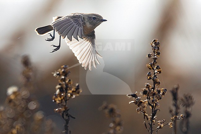 European Stonechat (Saxicola rubicola) in Italy. stock-image by Agami/Daniele Occhiato,