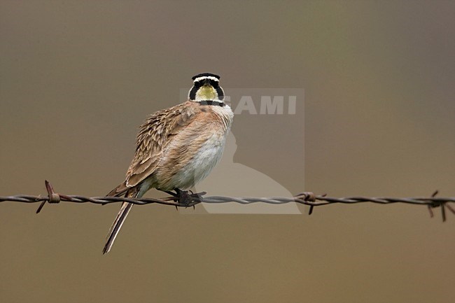 Strandleeuwerik zittend op prikeldraad; Horned Lark perched on a wire stock-image by Agami/Martijn Verdoes,