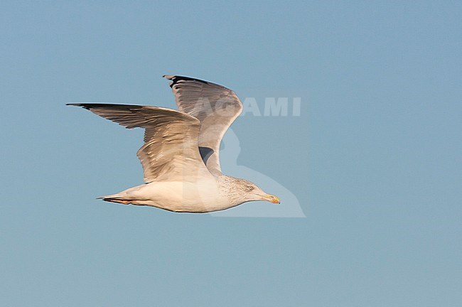 Herring Gull - Silbermöwe - Larus argentatus, Germany, adult stock-image by Agami/Ralph Martin,