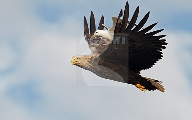 Volwassen Zeearend in de vlucht; Adult White-tailed Eagle in flight stock-image by Agami/Markus Varesvuo,