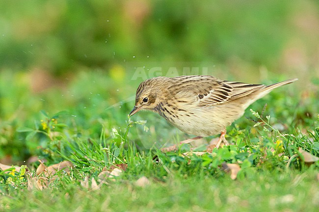 Adult Tree Pipit (Anthus trivialis) during spring migration in Eilat, Israel. stock-image by Agami/Marc Guyt,
