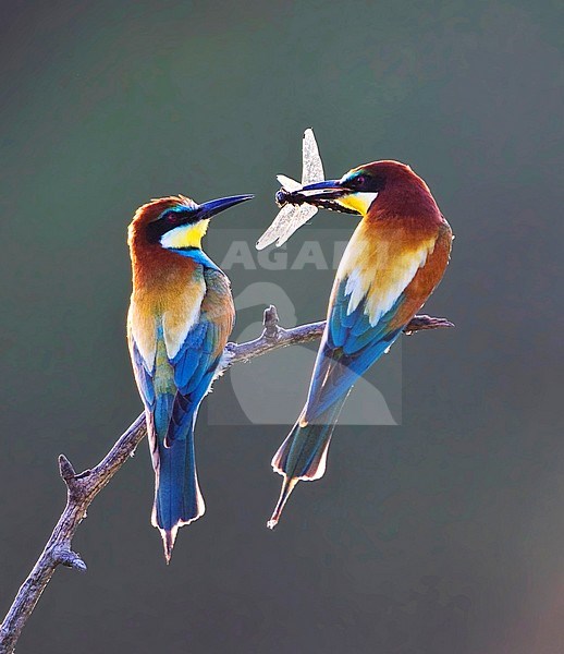 Paartje Bijeneters; Pair of European Bee-eater stock-image by Agami/Marc Guyt,