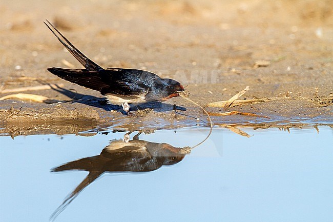Barn Swallow gathering mud for its nest, Boerenzwaluw modder verzamelend voor zijn nest stock-image by Agami/Oscar Díez,