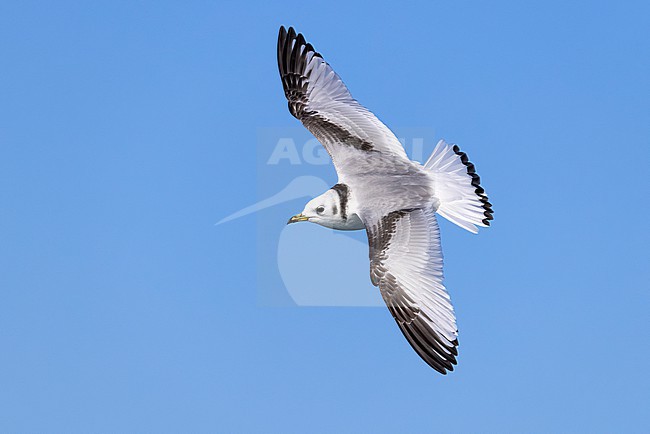Wintering immature Black-legged Kittiwake, Rissa tridactyla, in Italy. stock-image by Agami/Daniele Occhiato,