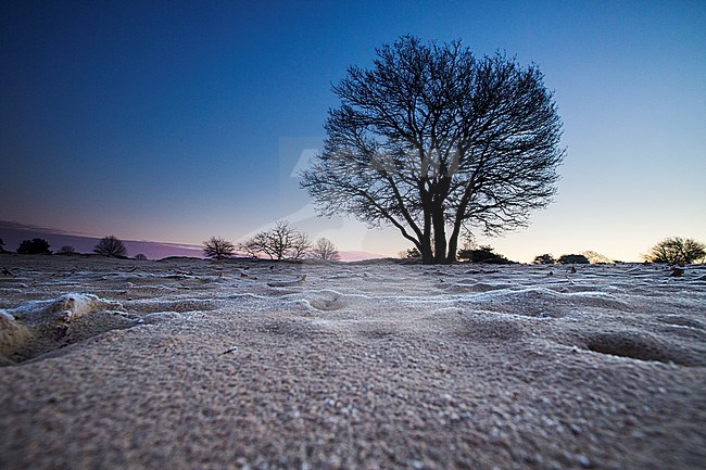 Winter landscape Drents Friese Wold stock-image by Agami/Wil Leurs,