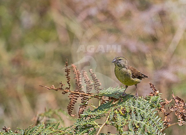 Cape Siskin (Crithagra totta) in South Africa. An endemic resident breeder in the southern Cape Province of South Africa. stock-image by Agami/Pete Morris,