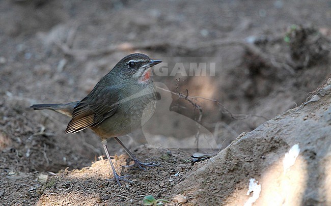 Siberian Rubythroat, Luscinia calliope, presumed 2ndW female at Doi Lang, Thailand stock-image by Agami/Helge Sorensen,