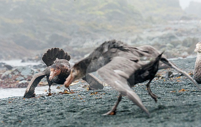 Northern Giant Petrel (Macronectes halli) on Macquarie island, Australia. Also known as Hall's Giant Petrel. Displaying aggressive behavior. stock-image by Agami/Marc Guyt,