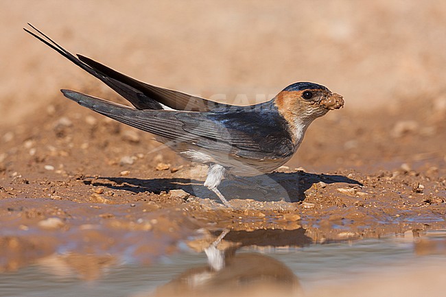 Western Red-rumped Swallow (Cecopris rufula), Croatia, adult stock-image by Agami/Ralph Martin,