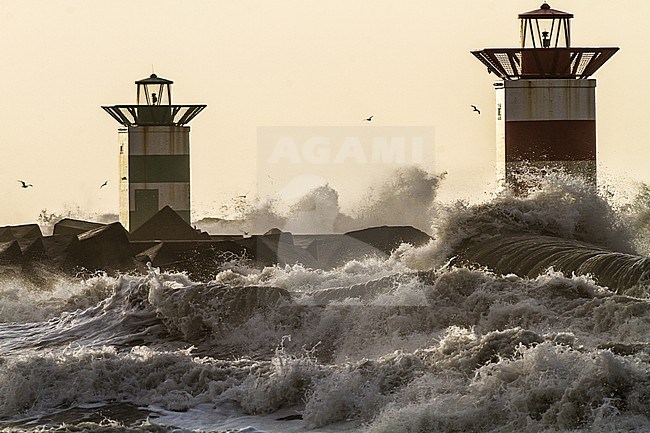Winter storm North Sea at sunset with two lighthouses in the waves with gulls stock-image by Agami/Menno van Duijn,