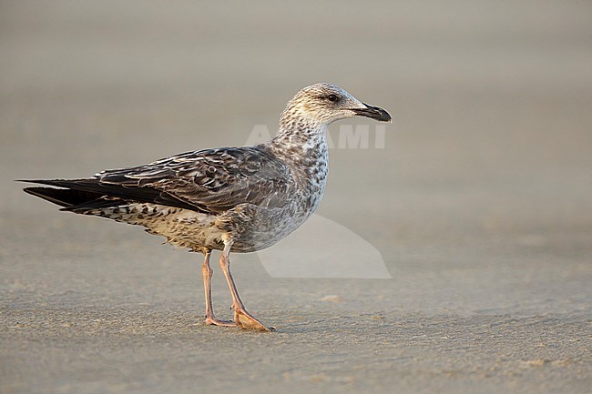 First-summer Lesser Black-backed Gull (Larus fuscus) at a beach in Galveston County, Texas, USA. stock-image by Agami/Brian E Small,