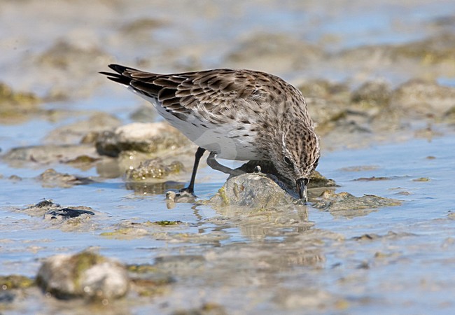 Overwinterende Bonapartes Strandloper; Wintering White-rumped Sandpiper stock-image by Agami/Marc Guyt,