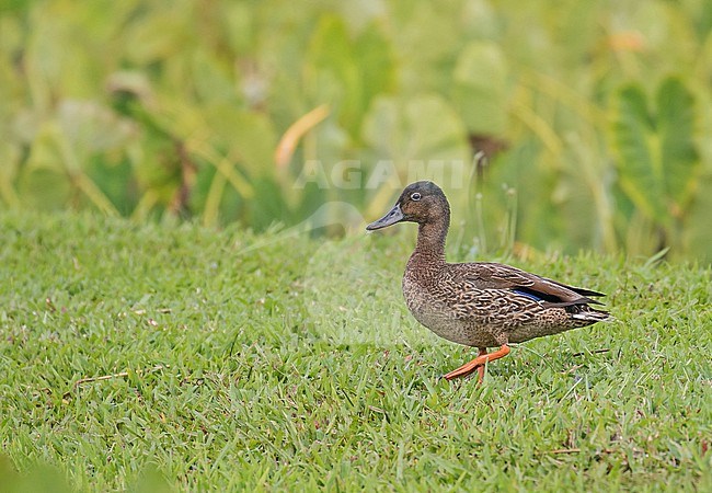 Hawaiian duck (Anas wyvilliana) on Kauai island, Hawaii, United States. Also known locally as Koloa. stock-image by Agami/Pete Morris,