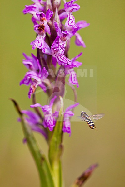 Gele halvemaanzweefvlieg bij Vleeskleurige Orchis, Scaeva selenitica at Early-Marsh Orchid stock-image by Agami/Theo Douma,