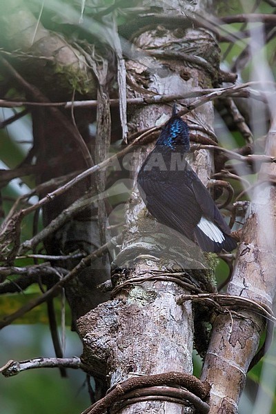 Natewa Silktail (Lamprolia klinesmithi), a species of bird endemic to Fiji. This beautiful bird looks superficially like a diminutive bird-of-paradise but it is actually closely related to the fantails. The silktail is endemic to forests of Vanua Levu in Fiji. stock-image by Agami/Dubi Shapiro,