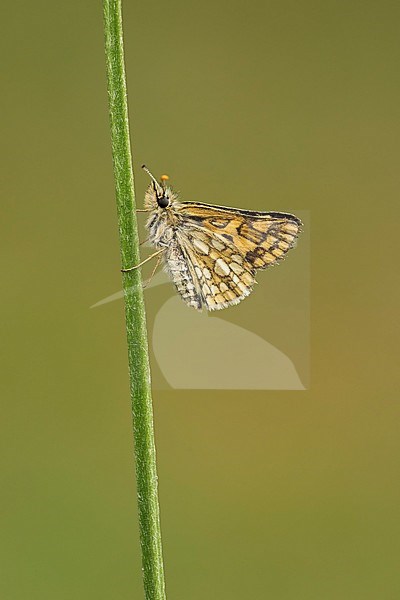 Bont dikkopje rustend op gras, Chequered Skipper resting on reed stock-image by Agami/Walter Soestbergen,