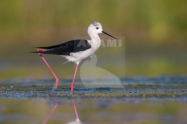 Black-winged Stilt (Himantopus himantopus), side view of an adult male standing in the water,  Campania, Italy stock-image by Agami/Saverio Gatto,