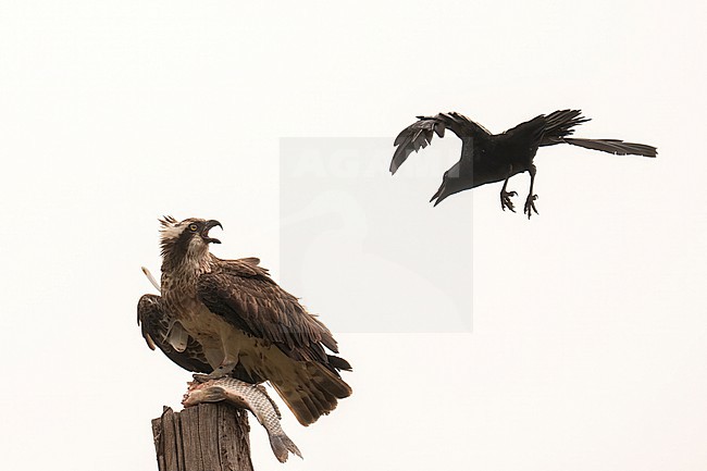 Osprey harassed by a crow stock-image by Agami/Han Bouwmeester,