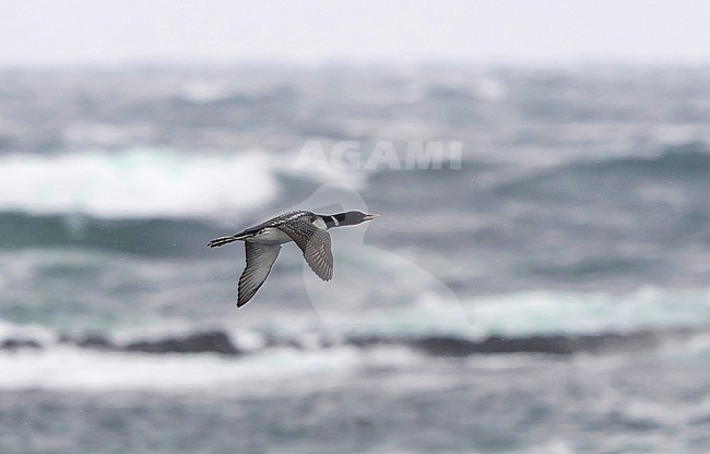 An adult Yellow-billed Diver (Gavia adamsii) on migration over the Barents Sea, Norway stock-image by Agami/Markku Rantala,