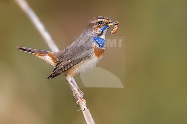 White-spotted Bluethroat, Luscinia svecica, in Italy. stock-image by Agami/Daniele Occhiato,