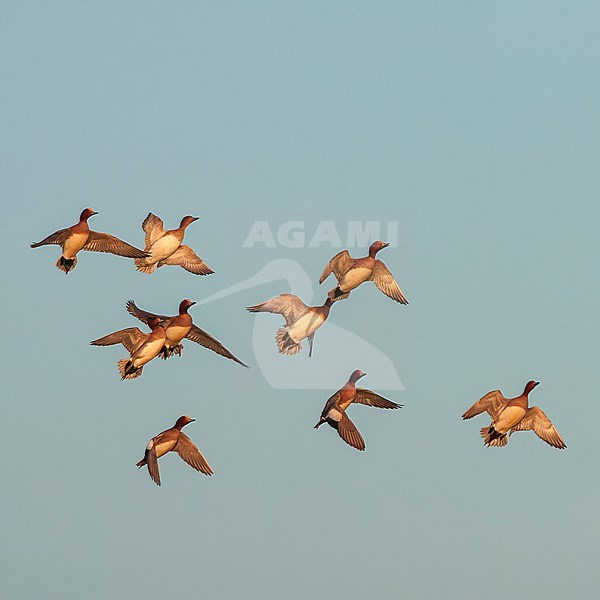 Eurasian Wigeon (Anas penelope) wintering in the Netherlands. Small flock of wigeons in flight, seen from below. stock-image by Agami/Marc Guyt,