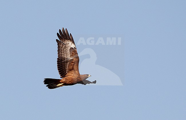 European Honey Buzzard (1cy) in flight over Hyllekrog, Lolland, Denmark stock-image by Agami/Helge Sorensen,