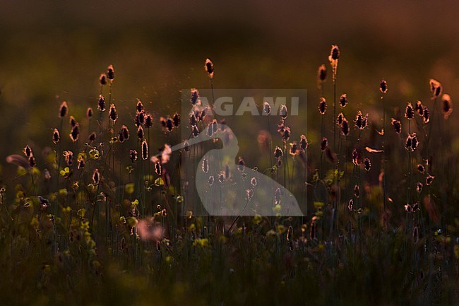 Flowers at sunset in Russia (Buryatia) stock-image by Agami/Ralph Martin,