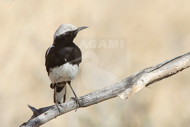 A male Mountain Wheatear (Oenanthe monticola) is seen standing on a perch looking to the right side against a clear beige colored background at Spitzkoppe in Namibia. stock-image by Agami/Jacob Garvelink,