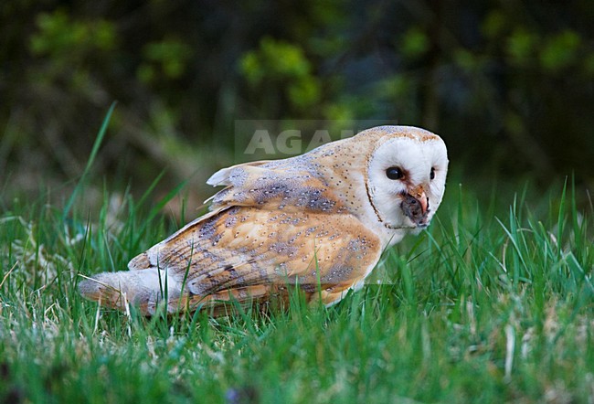 Kerkuil met prooi; Barn Owl with prey stock-image by Agami/Marc Guyt,