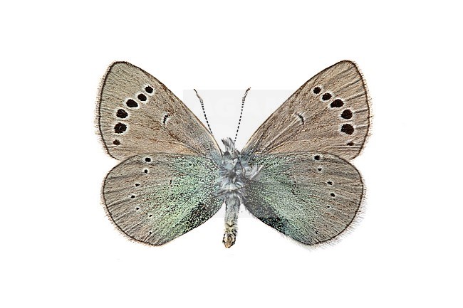 Glaucopsyche alexis, Bloemenblauwtje, Green-underside Blue stock-image by Agami/Wil Leurs,