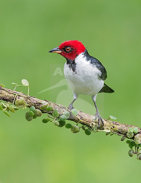 Red-capped Cardinal (Paroaria gularis) perched on a branch in Cusco, Peru, South-America. stock-image by Agami/Steve Sánchez,