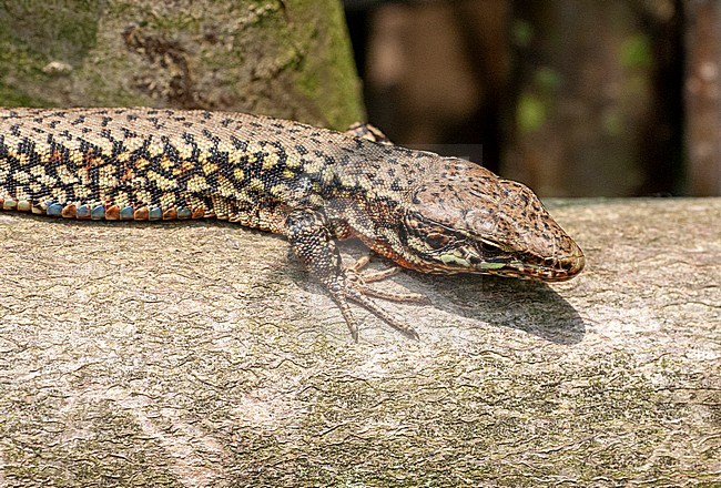 Sunbathing Common Wall Lizard (Podarcis muralis) in Limburg in the Netherlands. stock-image by Agami/Marc Guyt,