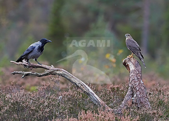 Sparrow Hawk (Accipiter nisus and a Hooded Crow (Corvus corone cornix) Norway October 2019 stock-image by Agami/Markus Varesvuo,