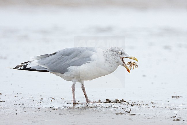  stock-image by Agami/Menno van Duijn,