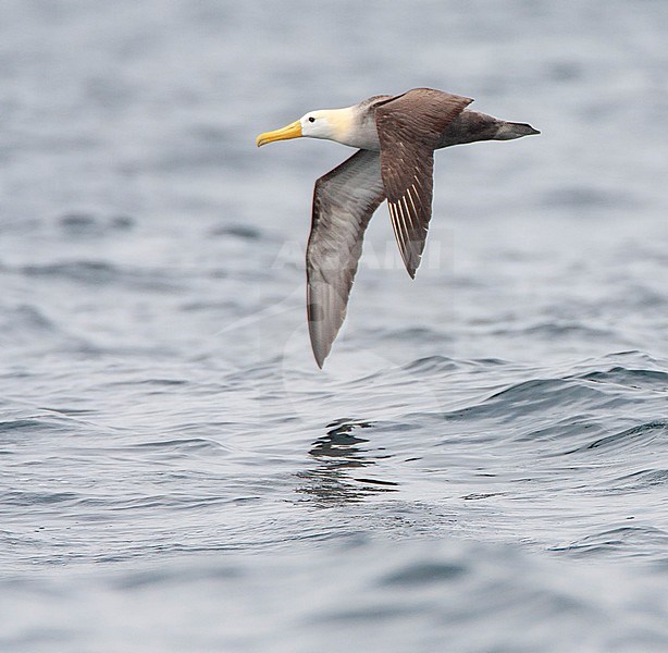 Critically endangered Waved Albatross (Phoebastria irrorata) flying over the Humboldt Current in the Pacific ocean off Peru. stock-image by Agami/Marc Guyt,