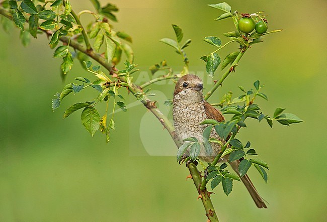 Female Red-backed Shrike (Lanius collurio) perched on rosehip. stock-image by Agami/Alain Ghignone,