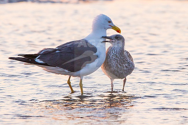 Kleine Mantelmeeuw, Lesser Back-backed Gull, Larus fuscus with begging chick on the beak stock-image by Agami/Menno van Duijn,