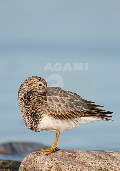 Gestreepte strandloper in rust, Pectoral Sandpiper resting stock-image by Agami/Markus Varesvuo,