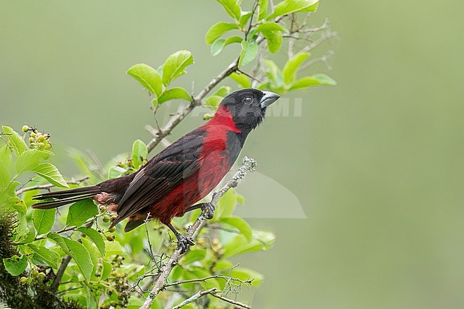 Adult male
Nuevo Leon, Mexico
May 2022 stock-image by Agami/Brian E Small,