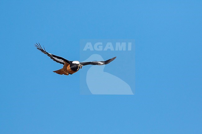 Güldenstädt's Redstart - Riesenrotschwanz - Phoenicurus erythrogastrus ssp. grandis, Kyrgyzstan, adult male stock-image by Agami/Ralph Martin,