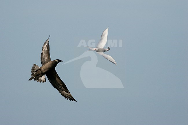 Kleine Jager jagend op Noordse Stern; Parasitic Jaeger chasing Arctic Tern stock-image by Agami/Menno van Duijn,