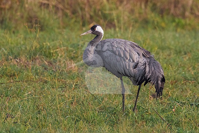 Common Crane (Grus grus), side view of an immature standing on the ground, Campania, Italy stock-image by Agami/Saverio Gatto,
