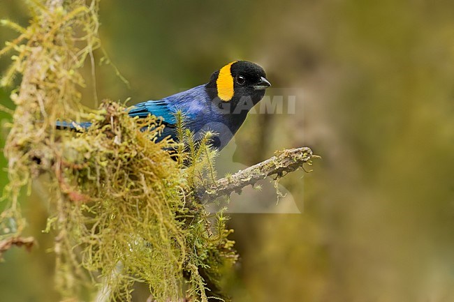 Adult Yellow-scarfed Tanager (Iridosornis reinhardti) perched on a branch in understory in Peru. stock-image by Agami/Dubi Shapiro,