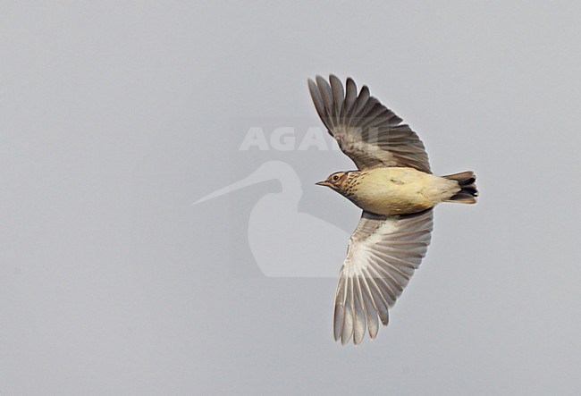 Boomleeuwerik in vlucht, Wood Lark in flight stock-image by Agami/Markus Varesvuo,