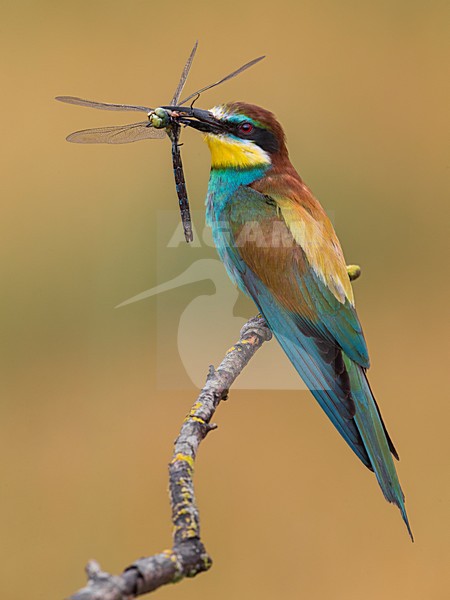 Bijeneter met prooi, European Bee-eater with prey stock-image by Agami/Daniele Occhiato,