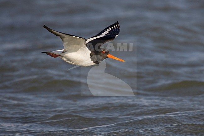 Vliegende Scholekster; Flying Eurasian Oystercatcher stock-image by Agami/Arie Ouwerkerk,