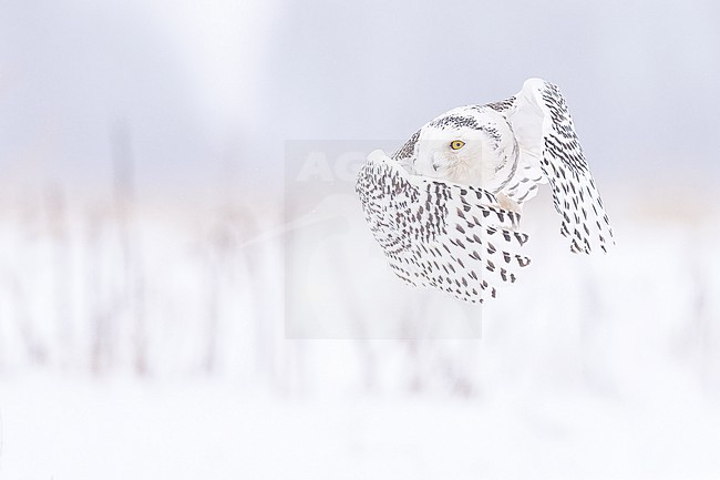 Snowy Owl (Bubo scandiacus) in snow covered landscape in Ontario Canada. stock-image by Agami/Marcel Burkhardt,