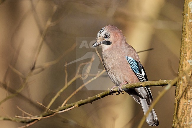 Gaai, Eurasian Jay, Garrulus glandarius stock-image by Agami/Menno van Duijn,