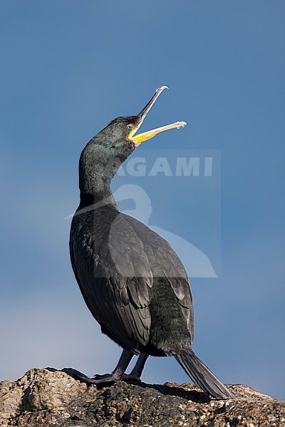 Shag - Krähenscharbe - Phalacrocorax aristotelis ssp. desmarestii, Spain (Mallorca), adult stock-image by Agami/Ralph Martin,